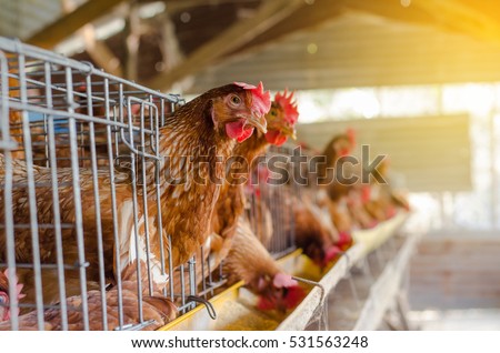  Eggs Chickens ,hens in cages  industrial farm