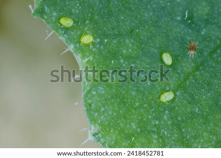Eggs of the diamondback moth (Plutella xylostella), sometimes called the cabbage moth on a rapeseed leaf. Also visible red spider mite (Tetranychus urticae).