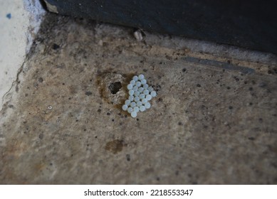 Eggs Of The Harlequin Bug Murgantia Histrionica 