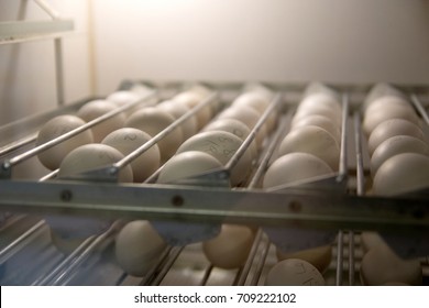 Eggs In The Hatchery