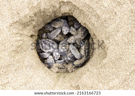 Eggs hatching from the olive ridley sea turtle (Lepidochelys olivacea) in a nest of a Costa Rican Pacific beach