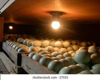 Eggs and a lamp, this is a traditional machine to hatching/incubating  the duck's or chicken's eggs