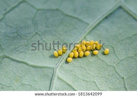 Eggs of the large white cabbage butterfly on underside of brussel sprouts leaf, full frame macro garden pest concept