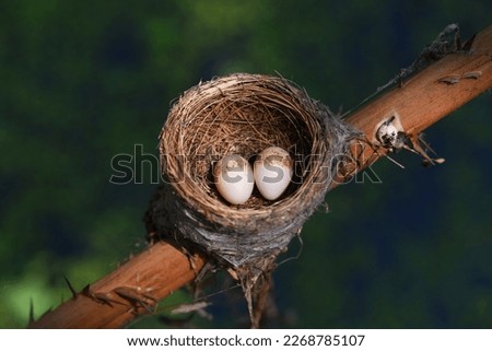 The eggs of Malaysian pied fantail  in nest .  bird 'nest  . Malaysian  pied fantail 'nest  with two eggs . 