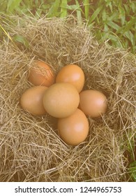 Eggs in the nest