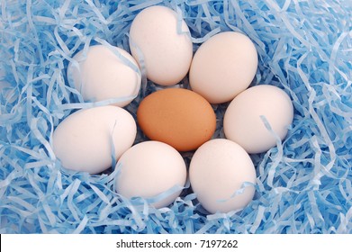 eggs in nest