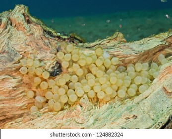 2,011 Cuttlefish eggs Images, Stock Photos & Vectors | Shutterstock