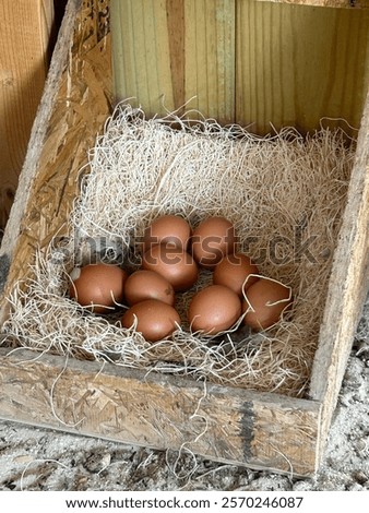 Eggs in nesting box found inside hen coop
