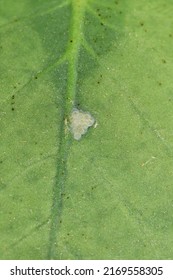 Eggs On Leaf Of Microlepidoptera (Tortricidae: Clepsis Consimilana).