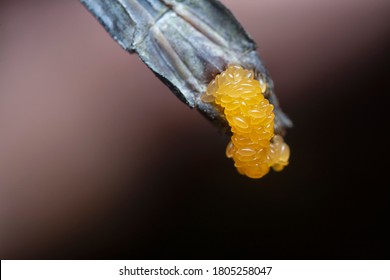 eggs of orthetrum albistylum speciosum dragonfly.