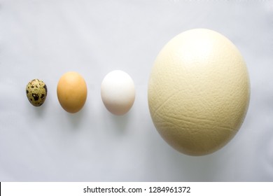 Eggs Ostrich Chicken Quail On Gray Stock Photo 1284961372 | Shutterstock