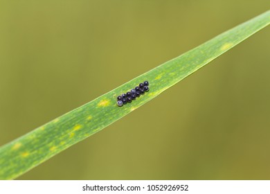 Eggs of a Pearly Heath. Bug Eurygaster integriceps on the plant
