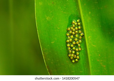 Eggs Of Red-eyed Tree Frog, Agalychnis Callidryas, Costa Rica. Beautiful Frog From Tropical Forest. Jungle Animal On The Green Leave. Frog With Red Eye.