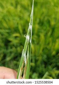 Eggs Rice Leaf Folder Stock Photo 1525538504 | Shutterstock