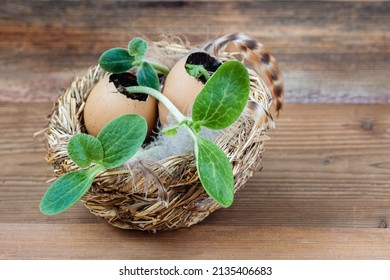 Eggs With Sprouted Green Seedling In Nest. Natural Bright Background. New Life, Birth, Spring And Easter Concept