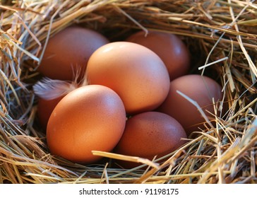 Eggs in the straw
