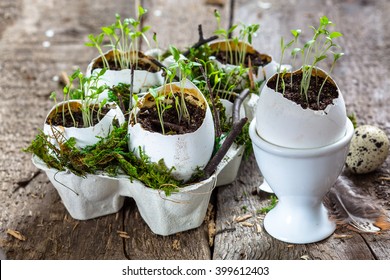 Eggshell With Growing Grass