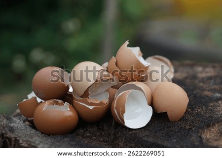 Eggshells placed outdoor, prepared to make compost. Concept,Eco-friendly food waste management, natural fertilizer for enriching soil and plants,Easy way to make compost                              
