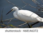 Egret