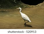 Egret