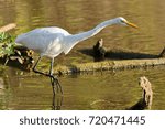 Egret