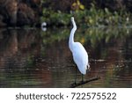 Egret