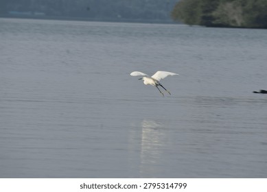 Egret, ​Heron, ​Flying, ​Water, ​Lake, ​Reflection