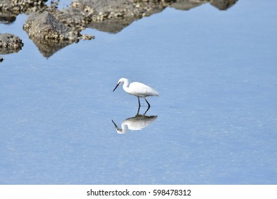 egret