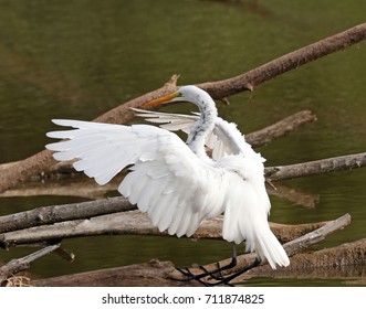 Egret