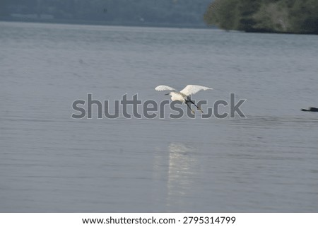 Egret, ​Heron, ​Flying, ​Water, ​Lake, ​Reflection