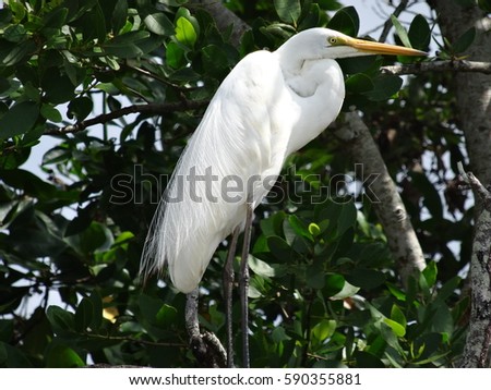 An Egret