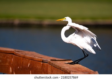 An Egret After A Safe Landing