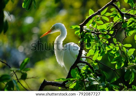 Similar – Image, Stock Photo Adult Great egret bird Ardea alba perches in a tree