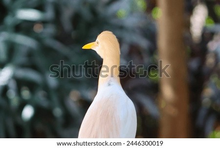 Egret Bird Head Closeup Face On The Blur Background 