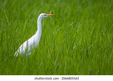 An Egret Bird Standing On Middle Green Paddy Filed.