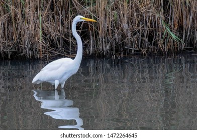 Egret At Bombay Hook National Wildlife Refuge Near Smyrna Delaware