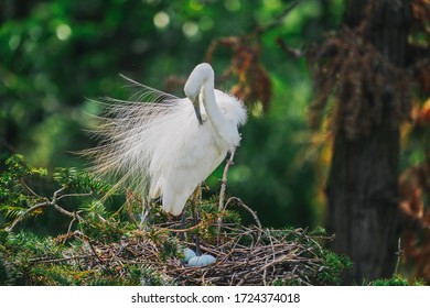 Egret breeds the next generation on the tree