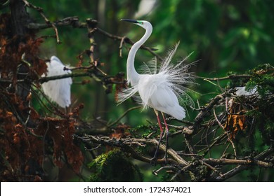 Egret breeds the next generation on the tree