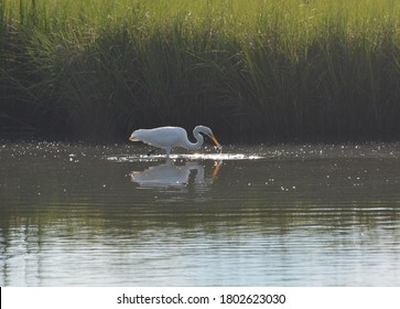 An Egret Catching A Fish In The Shallow Waters Of The Chesapeake Bay.