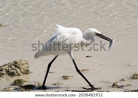 Egret fishing near the sea in The Bahamas