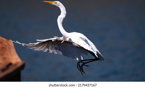 An egret flying in for a landing