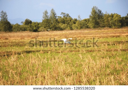 Similar – White stork in a field