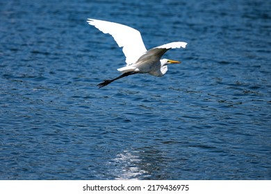 An egret flying over the lake