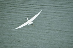 An Egret Flying Over The Sea
