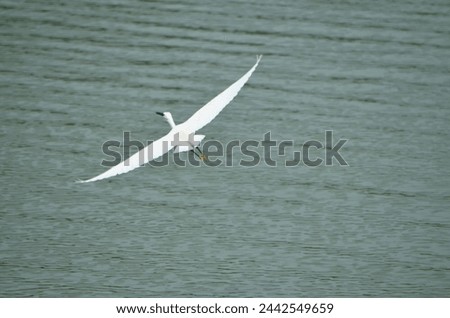 An egret flying over the sea