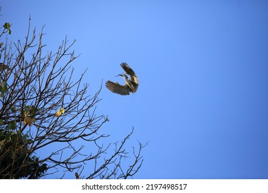 an egret heading towards the process of making a nest, then I saw the occasional sunbathing in the morning.  On a tall branch.  This bird is excited and occasionally changes branches to meet other bir - Shutterstock ID 2197498517