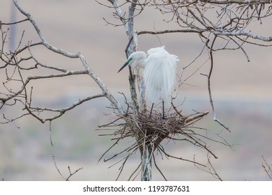 Egret heron, waterfowl, flying bird