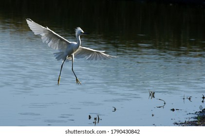 Egret Landing At Trinity River In Dallas 