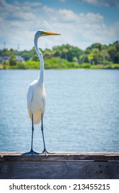 Egret On A Fishing Pier In Miami, Florida.