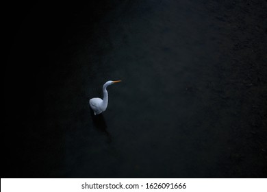 Egret On A Rainy Day On Shem Creek